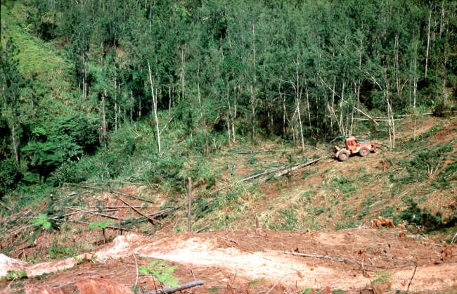 Harvesting of Pinus caribbea in Nabou Forest, Fiji, 1991 Harvesting of Pinus caribbea in Nabou Forest, Fiji, 1991